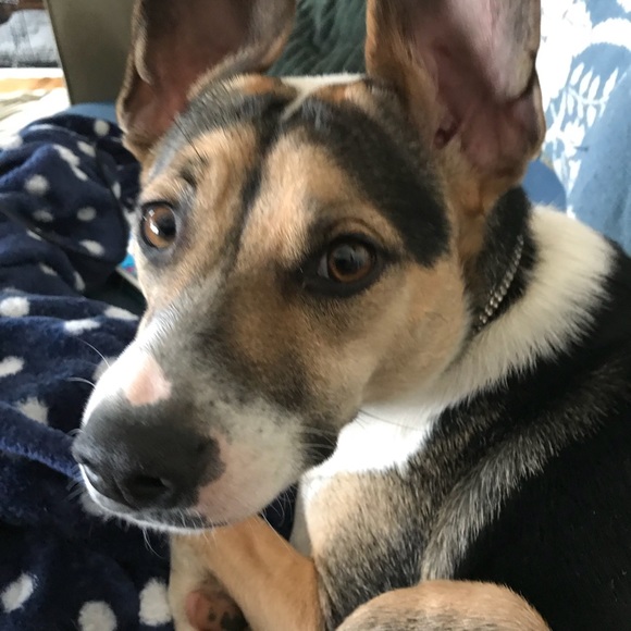 Meet your Posher, Sheila - Picture 6 of 6